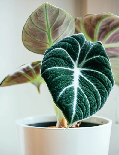Leaf shape and texture are two important factors to consider when choosing an Alocasia plant.