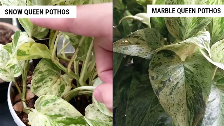 Leaf types are different between the Snow Queen and Marble Queen Pothos.