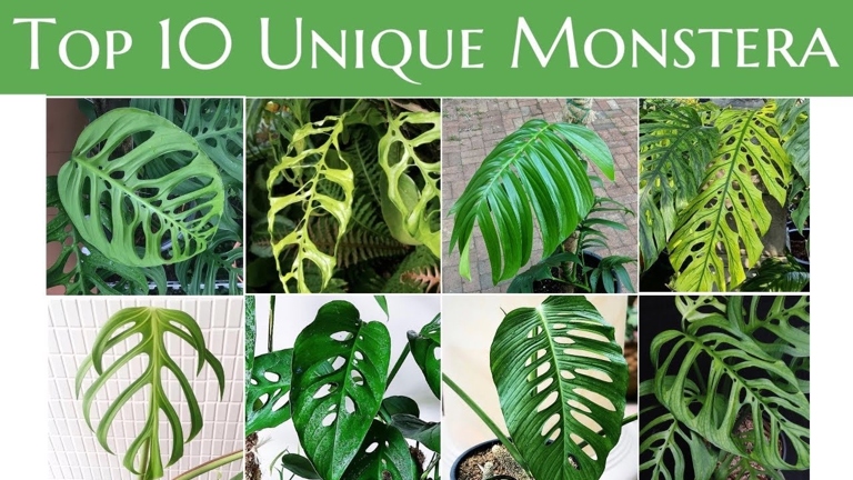 Lechleriana and Adansonii are two very similar looking species of Monstera.