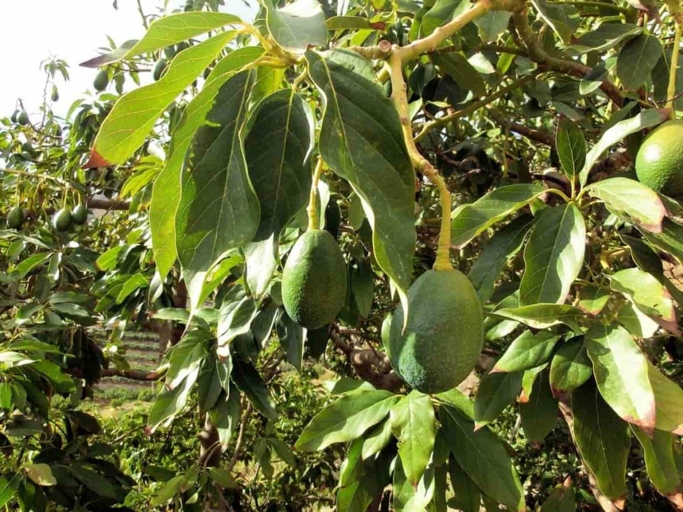 Leggy avocado trees are a common problem, but there are a few easy fixes.