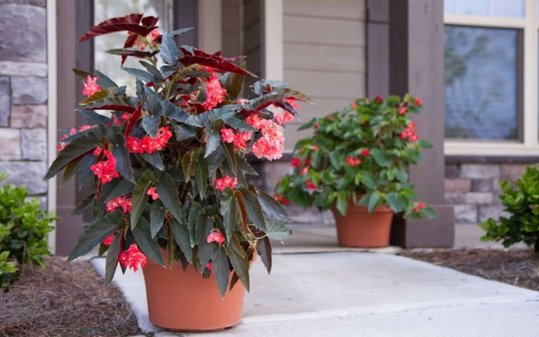 Leggy begonias are a type of plant that is often grown in gardens.