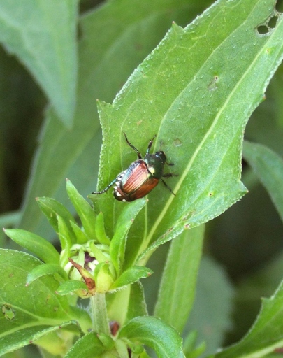 Lemon tree bugs can be a nuisance, but there are a few things you can do to get rid of them.