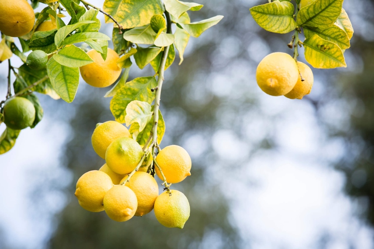 Lemon trees are susceptible to cold and frost damage, which can cause yellow spots on the leaves.