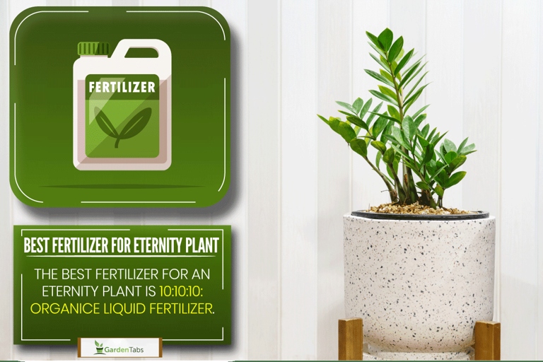 Liquid fertilizers are a great way to give your zz plant the nutrients it needs.
