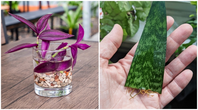 Look for a healthy mother plant to take your cutting from. 4. Place the cutting in a pot filled with well-draining soil. Remove any leaves from the bottom half of the cutting. 9. 8. Cut a 4-6 inch section from the mother plant, making sure to get a clean cut. 2. Here are 9 tips to grow snake plant new shoot: 1. Keep the soil moist, but not soggy. Water the cutting well, and then place the pot in a bright, but indirect light. Dip the bottom of the cutting in rooting hormone. 6. 3. 7. After 4-6 weeks, you should see new growth. 5. Once the new growth is a few inches tall, you can transplant it to its own pot.