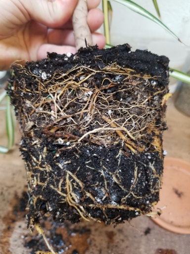 Loosen the soil around the bird of paradise plant to check for root rot.