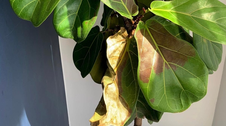 Luckily, all of these problems are easy to fix. If your fiddle leaf fig's leaves are curling, it is likely due to one of these four causes: too much sun, not enough water, too much water, or too much fertilizer.
