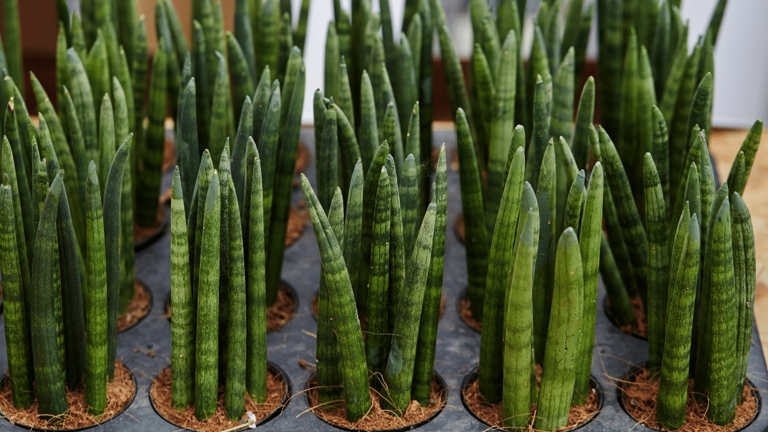 Luckily, all of these problems can be fixed with proper care. Sansevieria trifasciata, or moonshine snake plant, is a succulent that is relatively easy to care for. However, there are a few common problems that can arise. These problems include yellowing leaves, brown leaves, and root rot.
