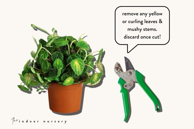 Luckily, most of these causes are easily remedied with simple solutions. If your Peperomia leaves are turning black, it is likely due to one of these 8 causes.