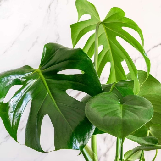 Luckily, there are a few simple solutions that can help fix the problem. If your Monstera's leaves are small, it could be due to a number of factors, including lack of nutrients, too much sun, or too much water.