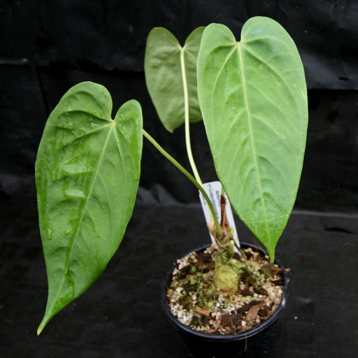Luckily, there are a few simple solutions that can help. If your anthurium leaves are curling, it could be caused by any number of things, from too much sun to not enough water.