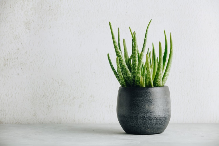 Luckily, there are a few things you can do to fix the problem. If your aloe plant is turning white, it could be due to one of several reasons.