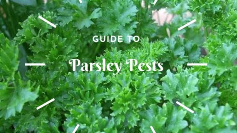 Luckily, there are also several solutions that you can try to fix the problem. If your parsley leaves are turning red, it could be due to one of several causes.