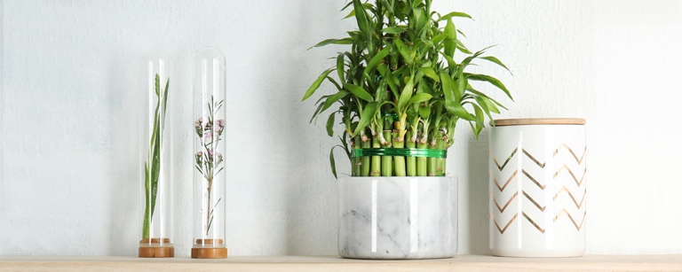 Lucky bamboo can grow in water, but it's important to change the water weekly to keep the plant healthy.