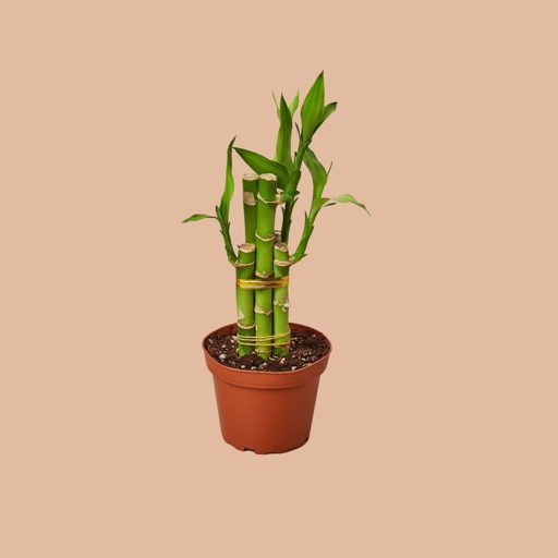 Lucky bamboo is a popular plant that is easy to care for, but it can be susceptible to root rot.