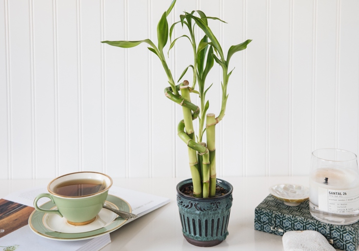 Lucky bamboo is a popular plant to have in one's home, but many people don't know that there is a big difference between healthy and unhealthy roots.
