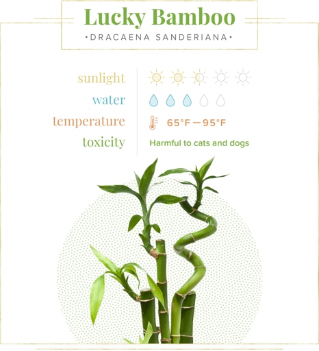 Lucky bamboo is a popular plant to have in the home, and it is easy to care for.