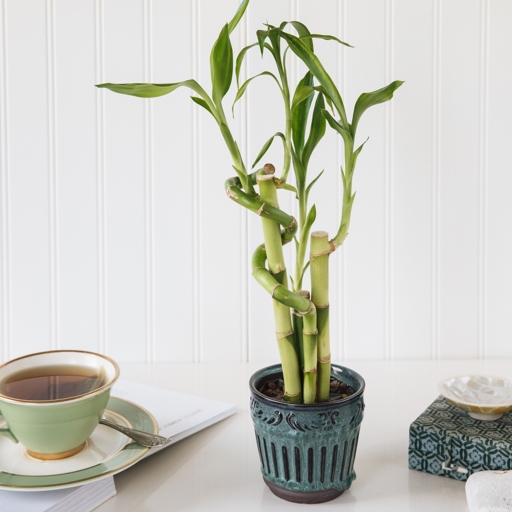 Lucky bamboo is a tropical plant that can be grown in water or soil.