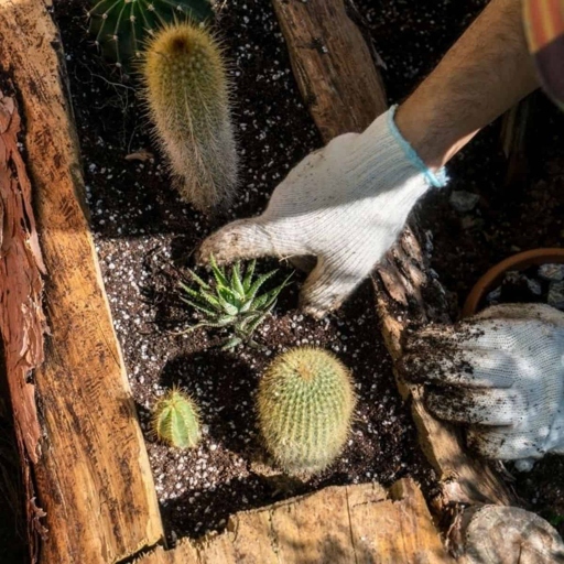 Magnesium is an essential mineral for cactus health, and a deficiency can cause a cactus to turn red.