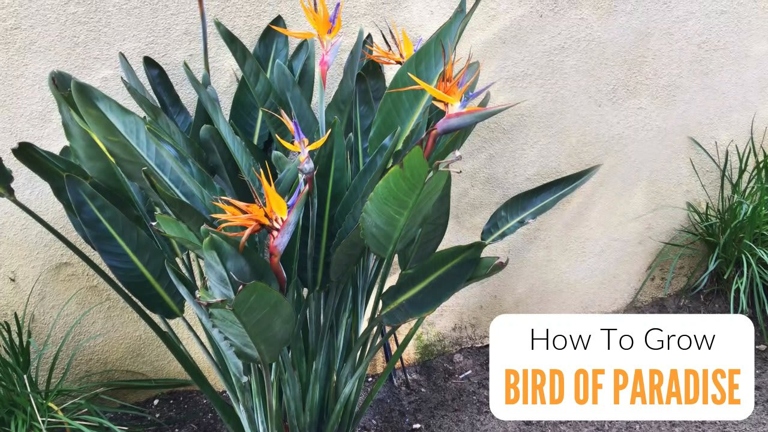 Maintaining a warm and consistent growing environment is key to keeping your bird of paradise healthy and happy.