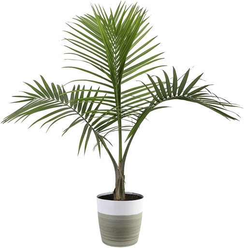 Majesty palms are a popular houseplant, but they can be a bit finicky.