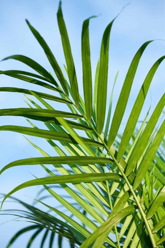 Majesty palms are not only easy to repot, but they also benefit from being repotted every few years.