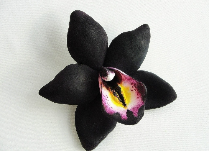 Maxillaria schunkeana 'Black Velvet' is a rare black orchid that is native to Peru.