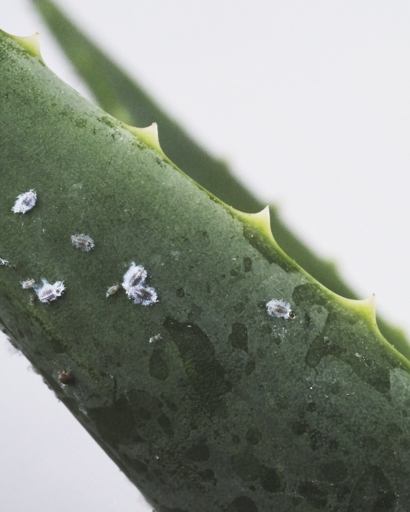 Mealybugs are a type of sap-sucking insect that can cause problems for aloe vera plants.
