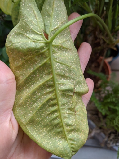 Mealybugs are a type of scale insect that can cause caladium leaves to turn yellow.