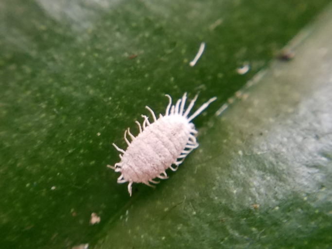 Mealybugs are one of the most common pests that affect palms.