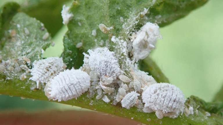Mealybugs are small, sap-sucking insects that can cause serious damage to mint plants.