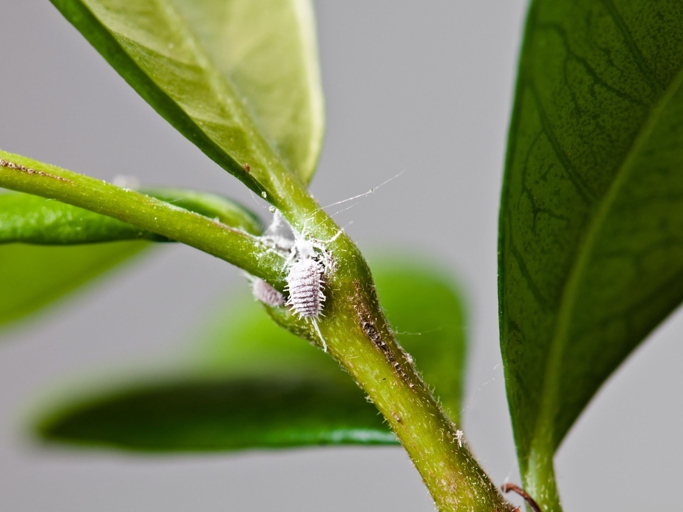 Mealybugs are small, white, wingless insects that are often found in clusters on the stems and leaves of plants.