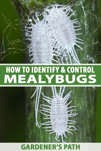 Mealybugs are small, white, wingless insects that are often found in large groups on the leaves of plants.