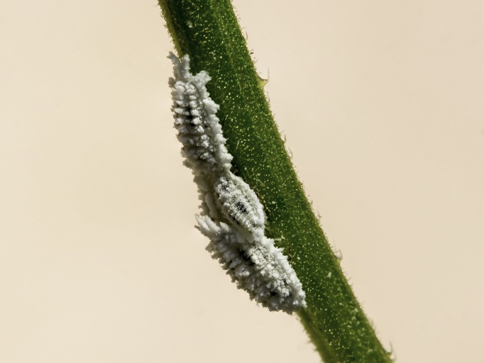 Mealybugs are small, white, wingless insects that feed on plant sap.