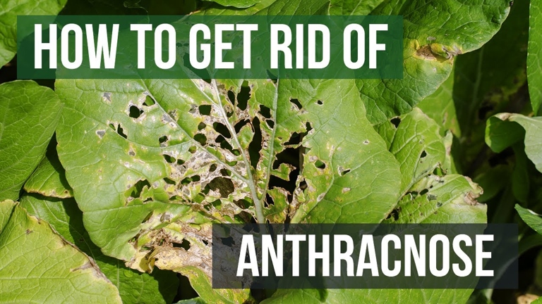 Mint anthracnose is a fungal disease that can be controlled with fungicides and good cultural practices.