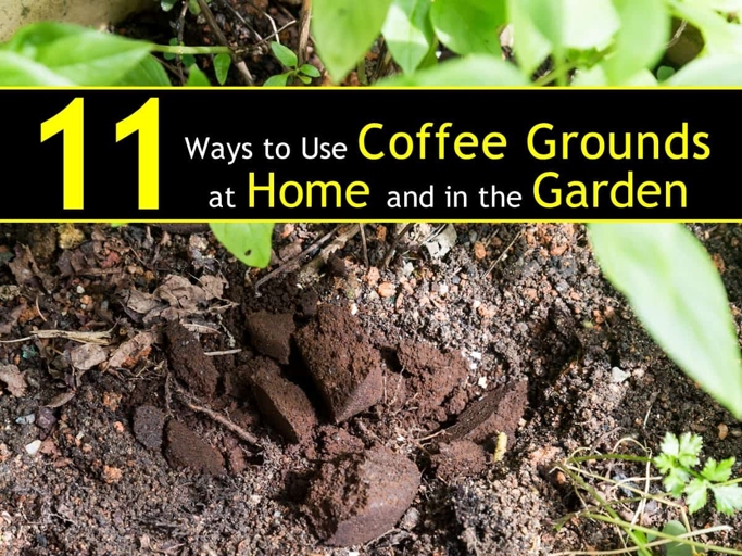 Mint can be a great addition to coffee grounds in mulch, as it can help to deter pests.