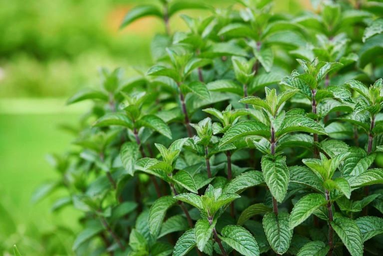 Mint can be planted in a pot or directly in the ground, and it doesn't need much depth to thrive.