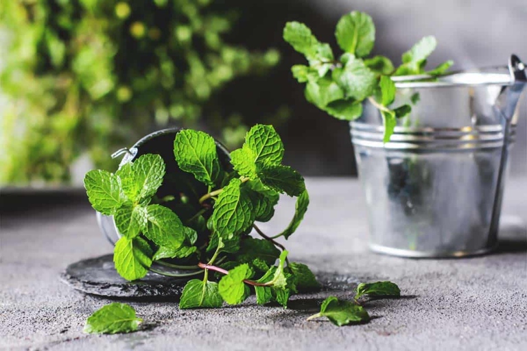 Mint can help improve the quality of your soil by adding essential nutrients.