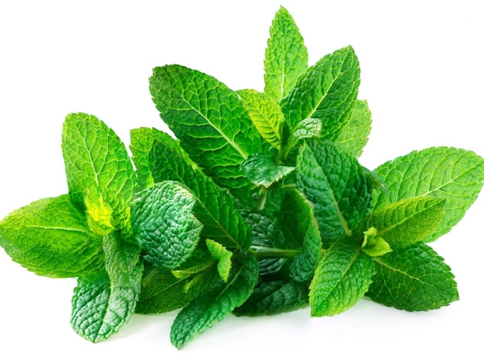 Mint is a great way to naturally deter pests, but it can also have some negative side effects.