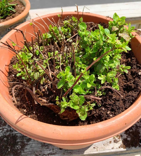 Mint is a hardy plant that can be easily transplanted into a new pot with fresh potting soil.
