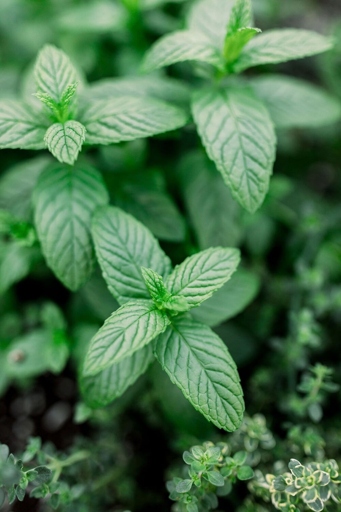 Mint is a popular herb that can be used in many different ways, including as a way to keep pets away.