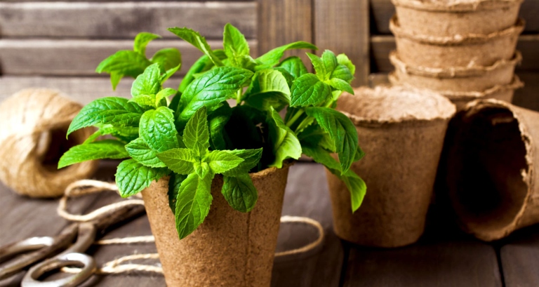 Mint is a popular herb that is used in many dishes and as a natural remedy, but did you know that it can also be used to get rid of bugs?