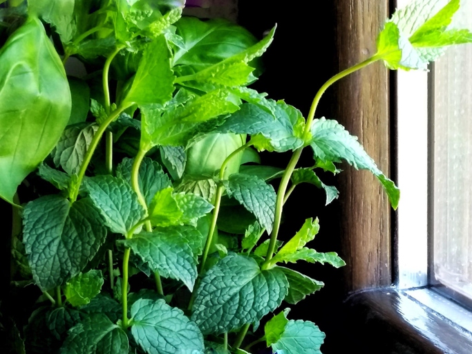Mint is a refreshing and versatile herb that can be used in sweet or savory dishes.
