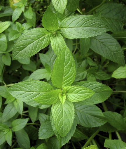 Mint is a versatile herb that can be used in many different dishes.