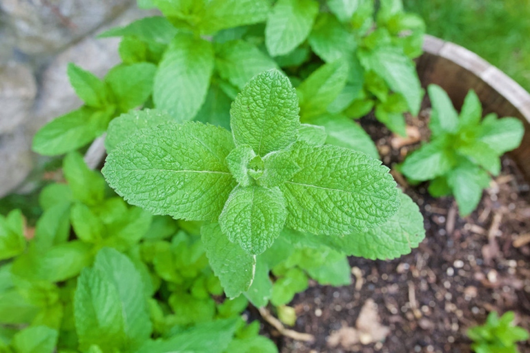 Mint is a versatile herb that can be used in many dishes, but it's important to keep it under control.