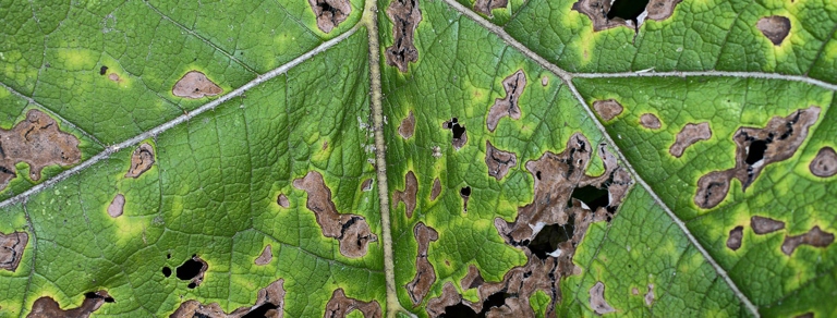 Mint leaf blight is a fungal disease that can be controlled with fungicides.