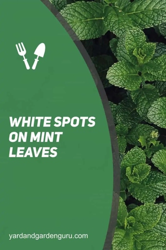 Mint leaves can develop white spots due to hard water or overwatering.