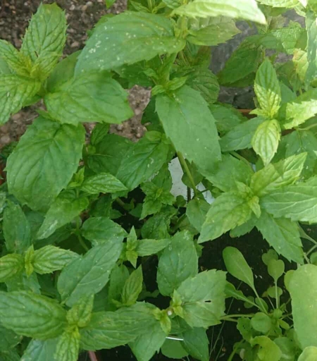 Mint leaves can turn brown when exposed to heat and sun.