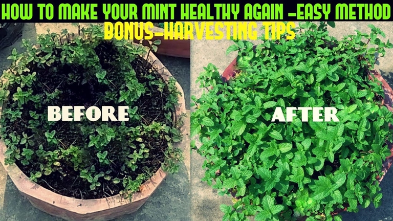 Mint leaves can turn purple due to temperature changes and time of year.
