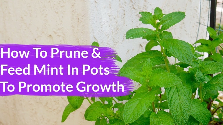 Mint leaves can turn purple when they are exposed to too much sun.